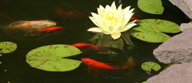 Installing pond liners