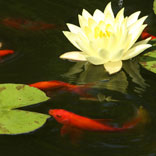 Installing pond liners